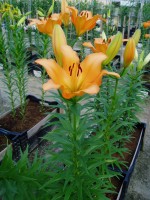 [1705 Lavendou VH No02.JPG]